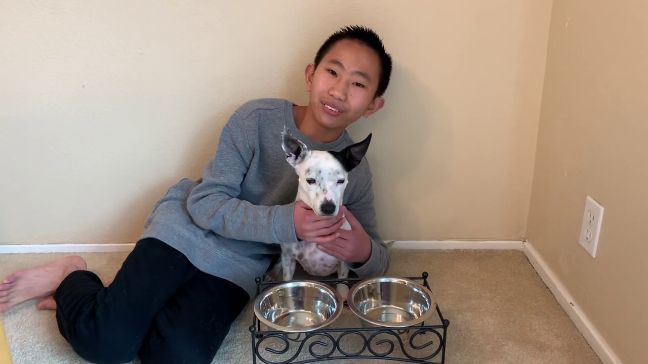 Oreo's Taste Test