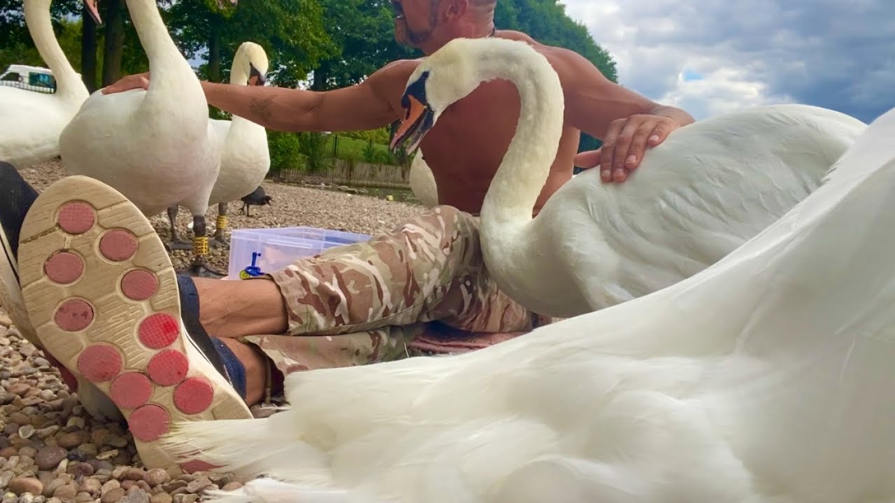 Chilled afternoon with the usual Swan & waterfowl characters 😄