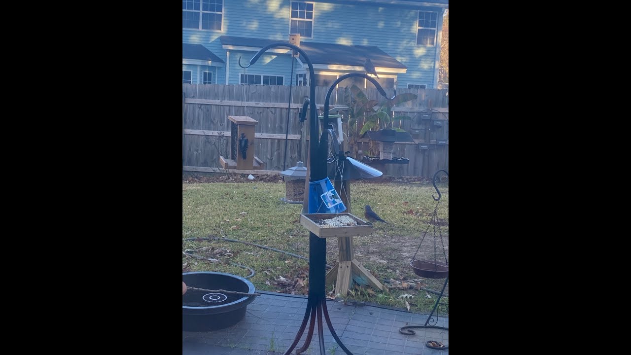 William's Bird Channel live stream!