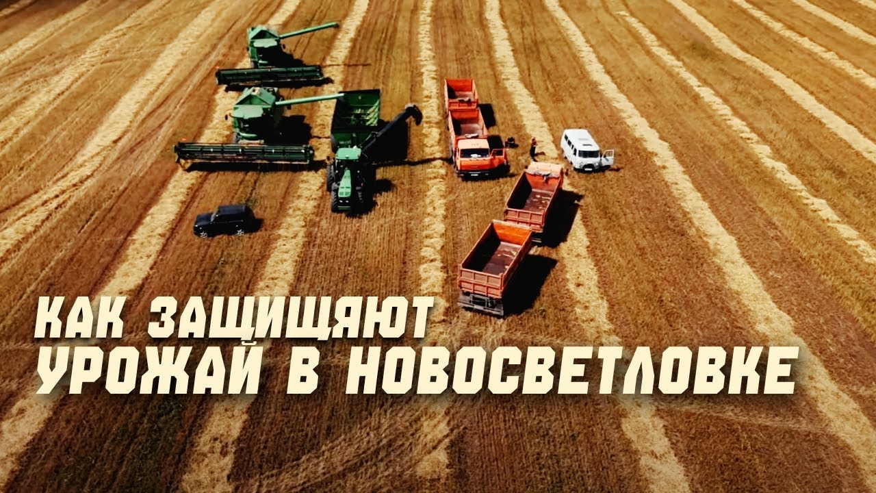 Как в Новосветловке защищают урожай от инвестора