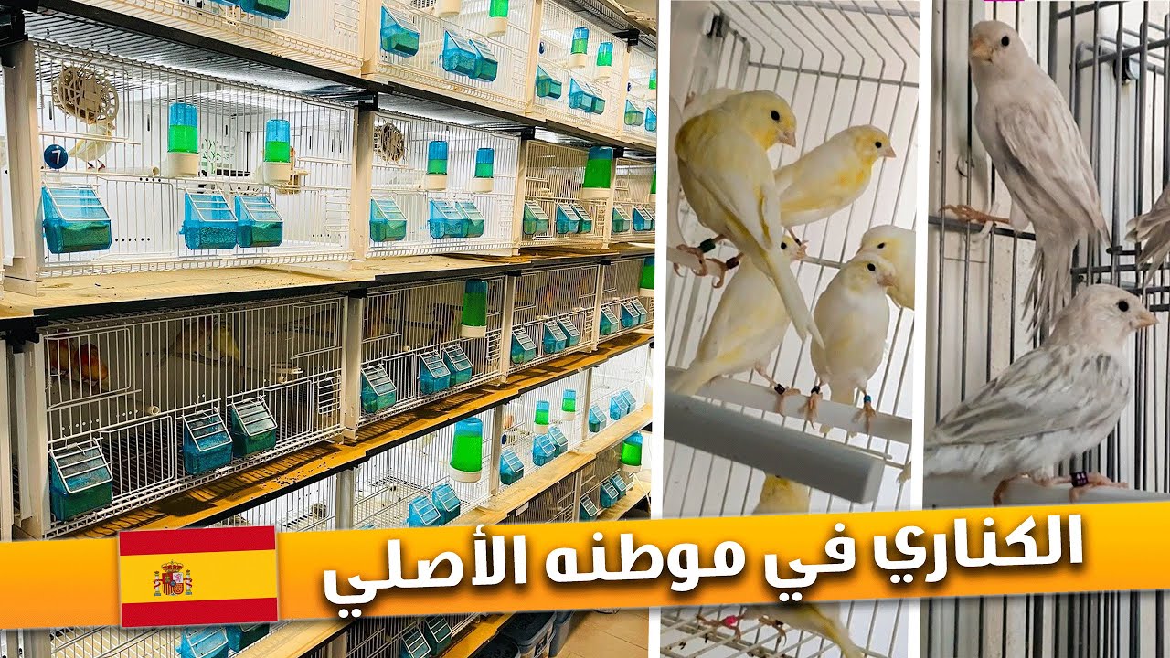 جولة في غرفة إنتاج طيور الكناري 🐦🤩 عند مربي مشهور في إسبانيا 🇪🇸