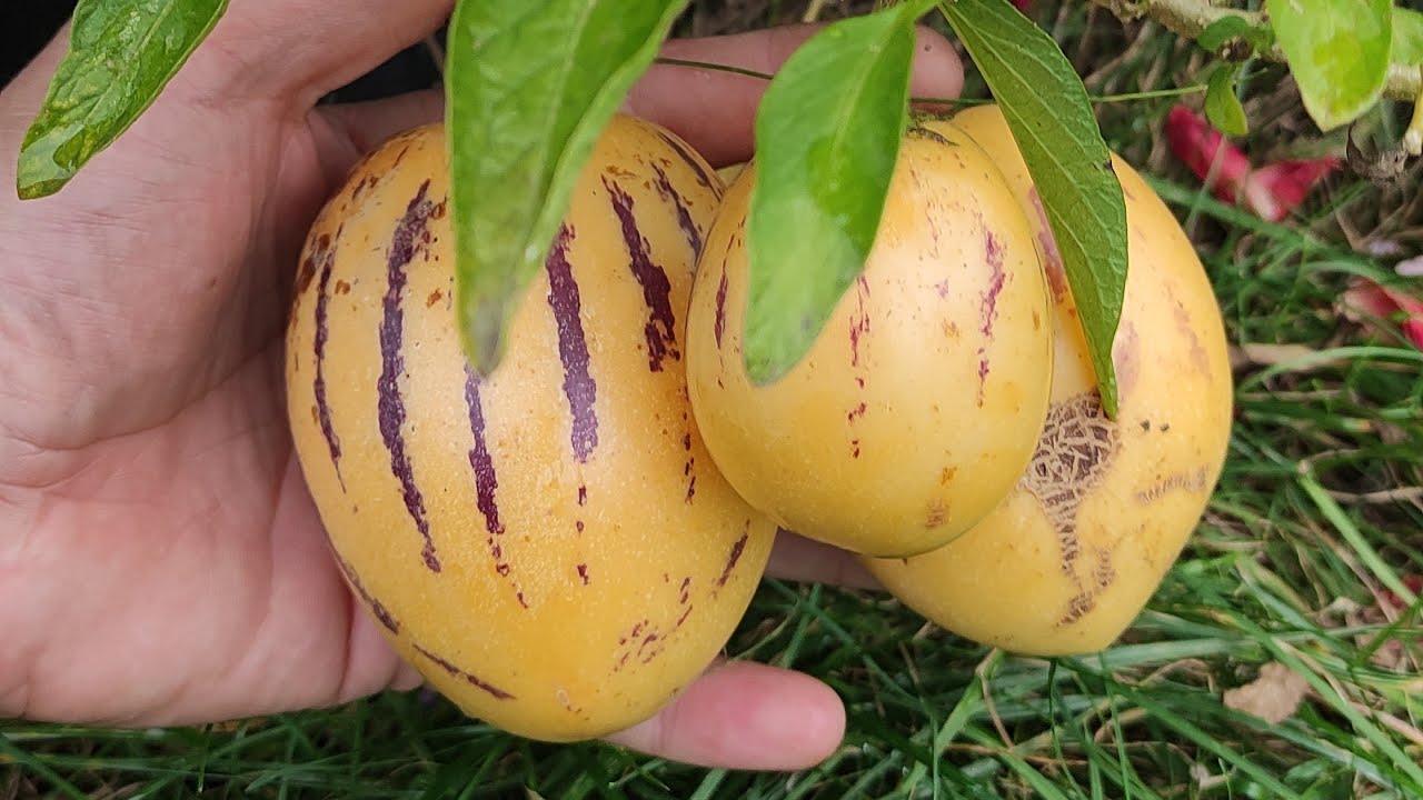 Pepino, pomidor melonowy ogólnie o uprawie i zimowaniu 13.09.2022 🍅