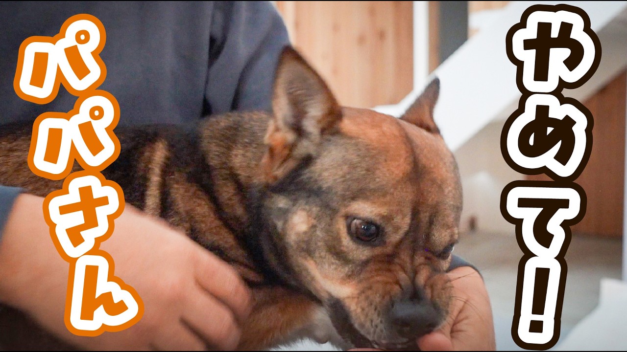 暴風で犬が怖がっていたので抱き寄せたら、キレられました！