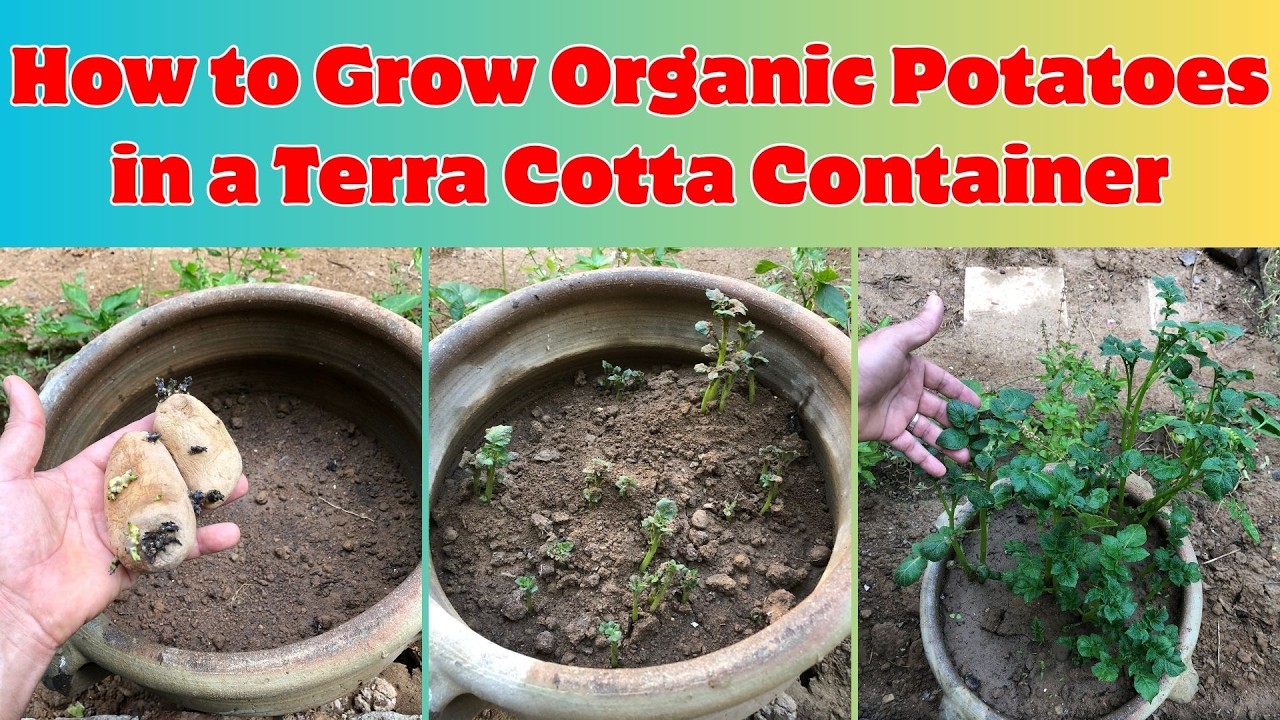 How to Grow Organic Potatoes in a Terra Cotta Container 🥔 #gardening #potatoes #ContainerGardening