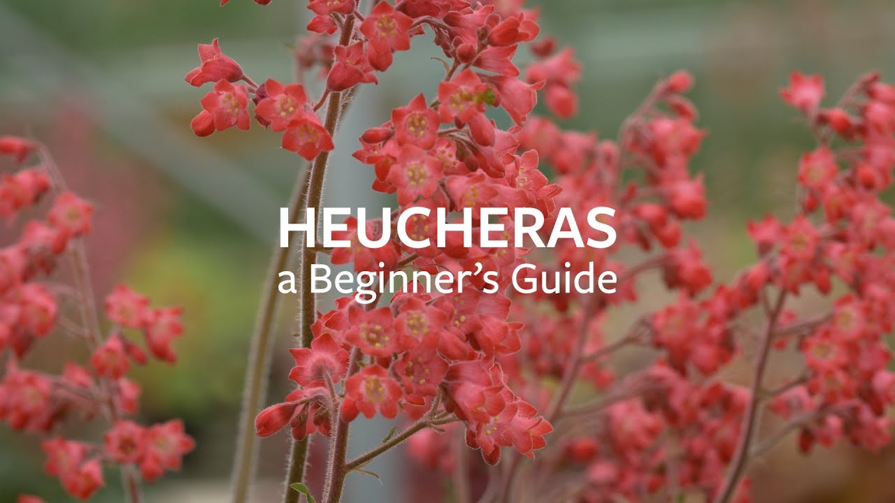 How to look after Heucheras | Grow at Home | RHS
