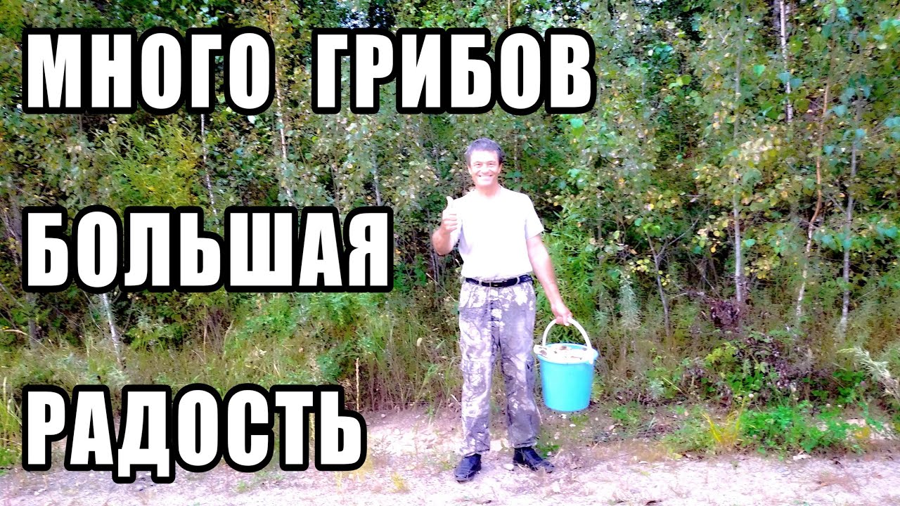 Груздь не в грусть, а в радость.Грибы Дальнего востока.Амурская рыбалка 28 ушла за грибами.Серия 2.