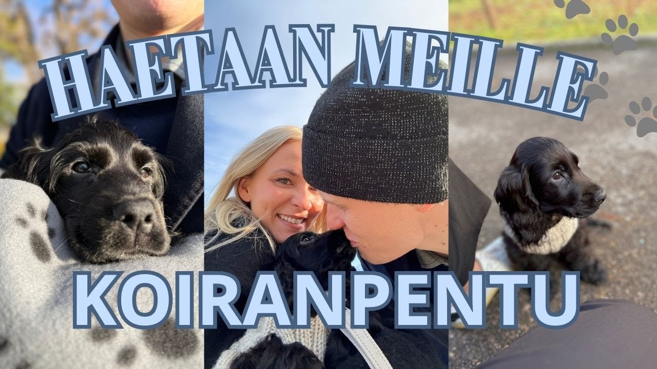 Vlogi: Haetaan meille koiranpentu (cockerspaniel) (english subtitles)