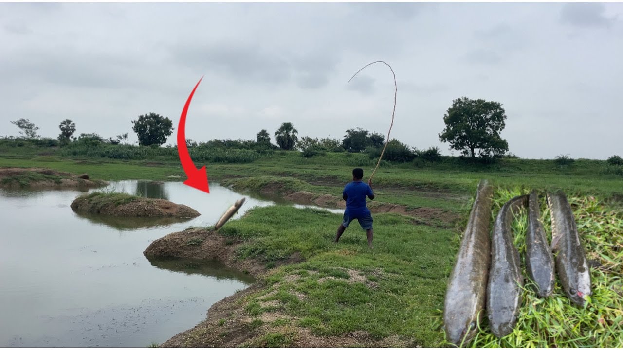 How To Catch Snakehead Fish Tips and Tricks మస్త్ రోజుల తరువాత గట్టే గలాలతోని కొర్రమీను చేపల పట్టినం