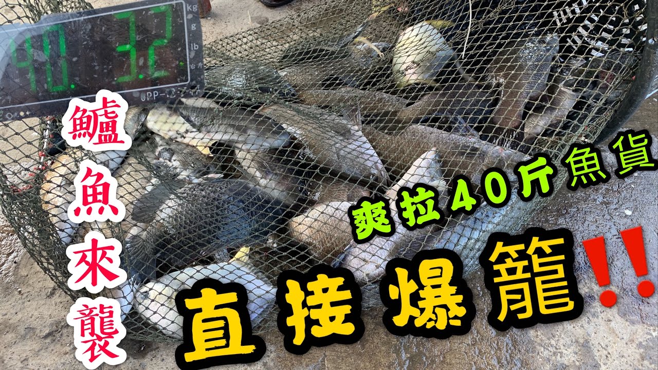 【 逆刃海釣場Ep11】海釣場40斤大爆籠⁉️金目鱸來襲 ‼️女友直接發瘋了金鯧姐出現⁉️FT.八里海岸純海水海釣場