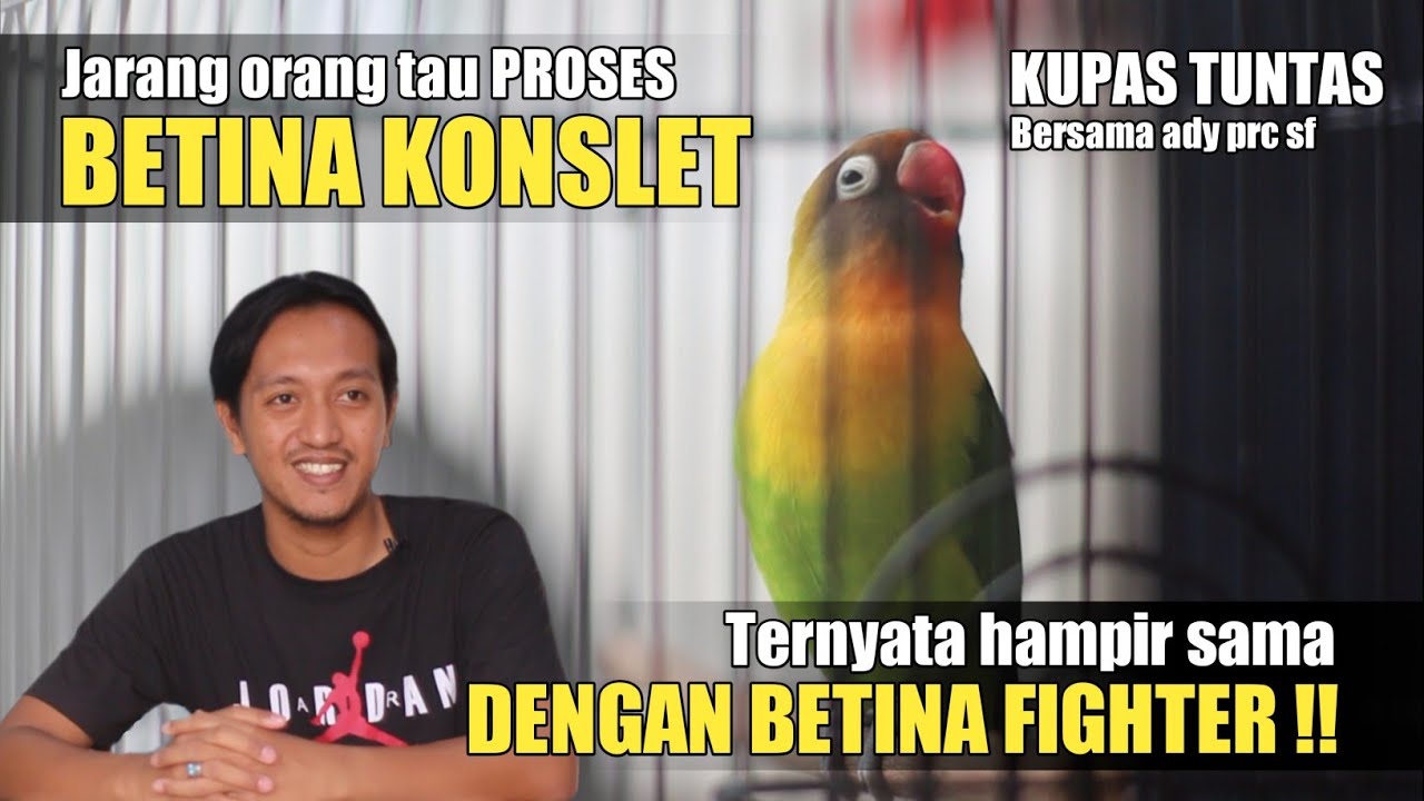 PROSES BETINA KONSLET DENGAN BETINA FIGHTER ITU SAMA !! Ady prc sf Banjarnegara