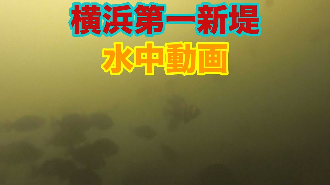 【おさかな天国】2021年9月中旬_横浜沖堤防第一新堤水中動画