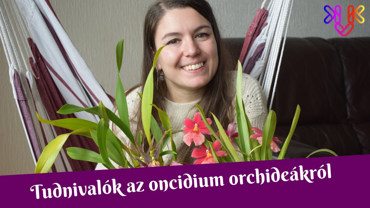 Az oncidium orchideák nemzetsége | Tudnivalók a "táncoló hölgy" orchideákról és népes családjukról