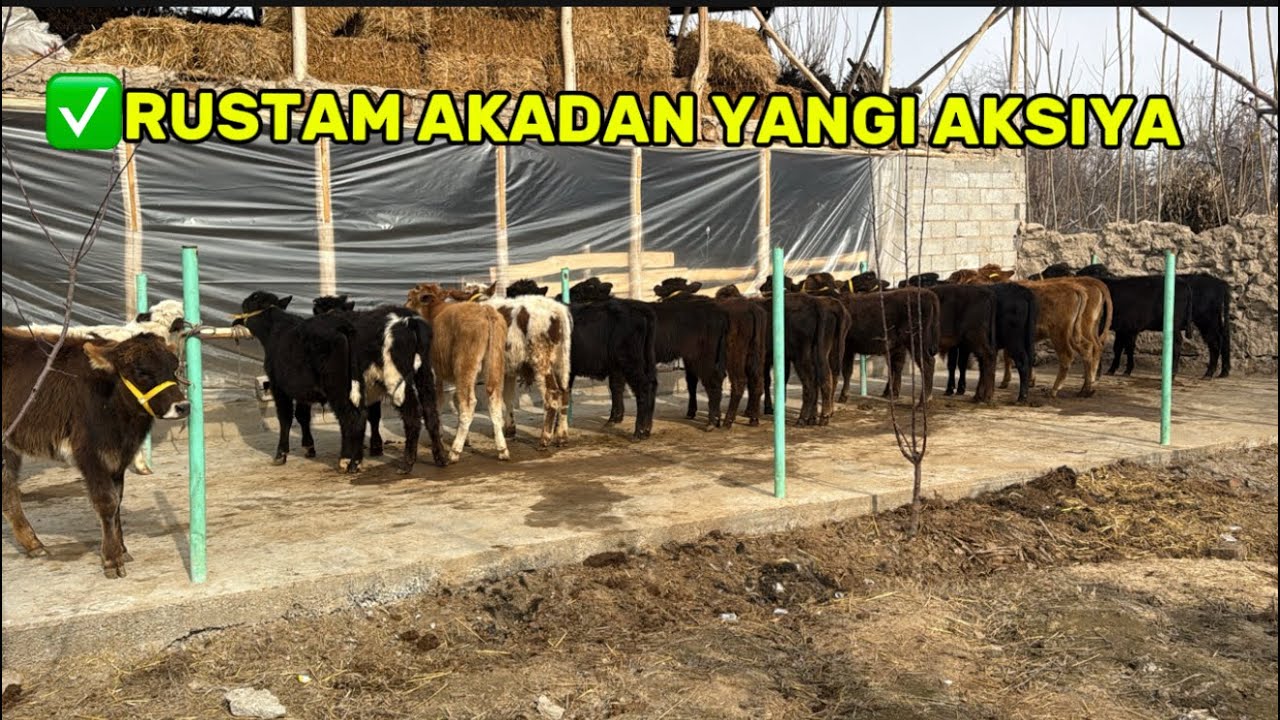 ✅YOSH BUQACHALAR ARZON NARXDA ULGURIB QOLING😱