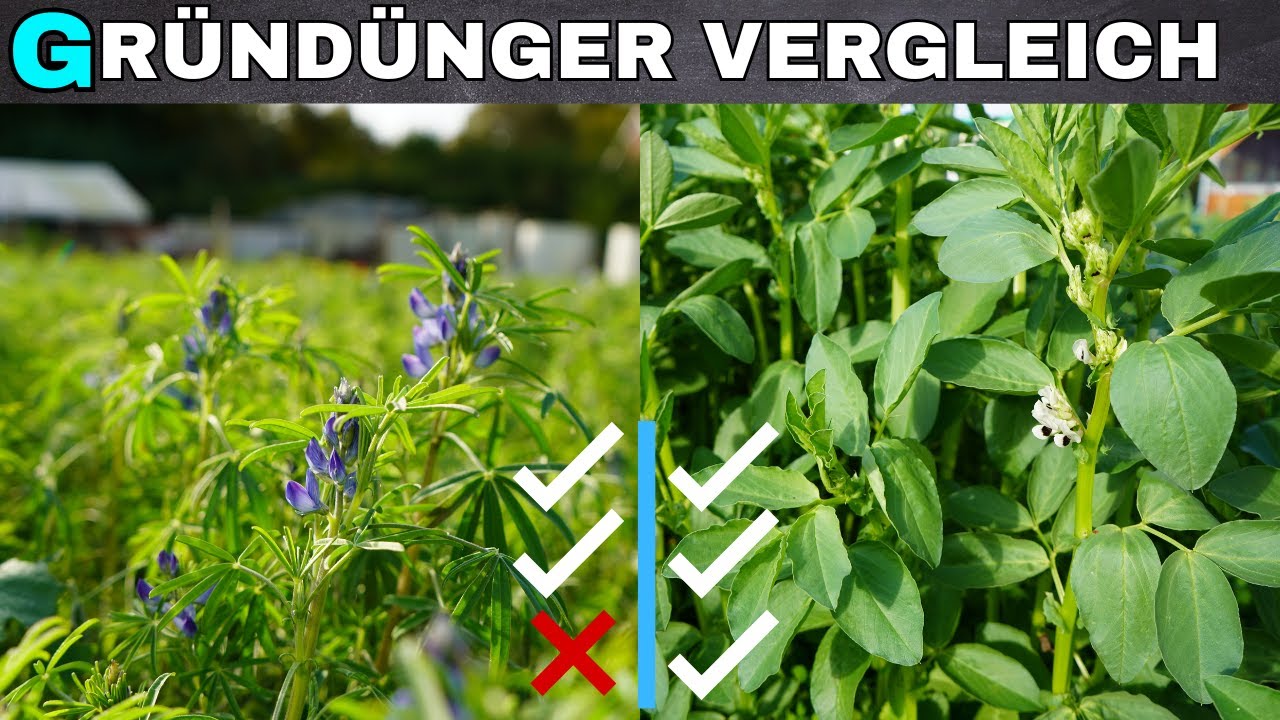 Welche GR&Uuml;ND&Uuml;NGER sind die Besten? Lupinen, Raps, Klee, Ackerbohne uvm im Test
