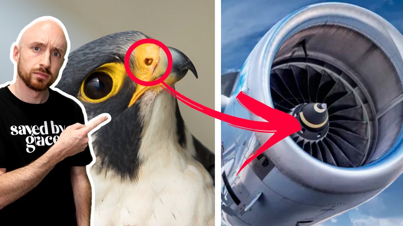 MAN Copied GOD'S Design!! 😲 (the AMAZING Peregrine Falcon)