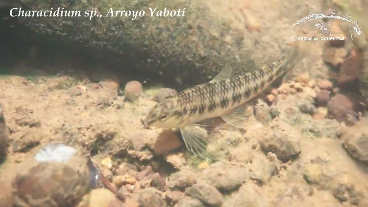 Characidium sp.