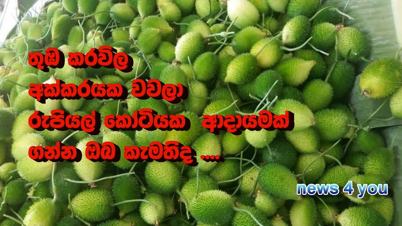 තුඹ කරවිල අක්කරයක වවලා රුපියල් කෝටියක ආදායමක් හොයමුද