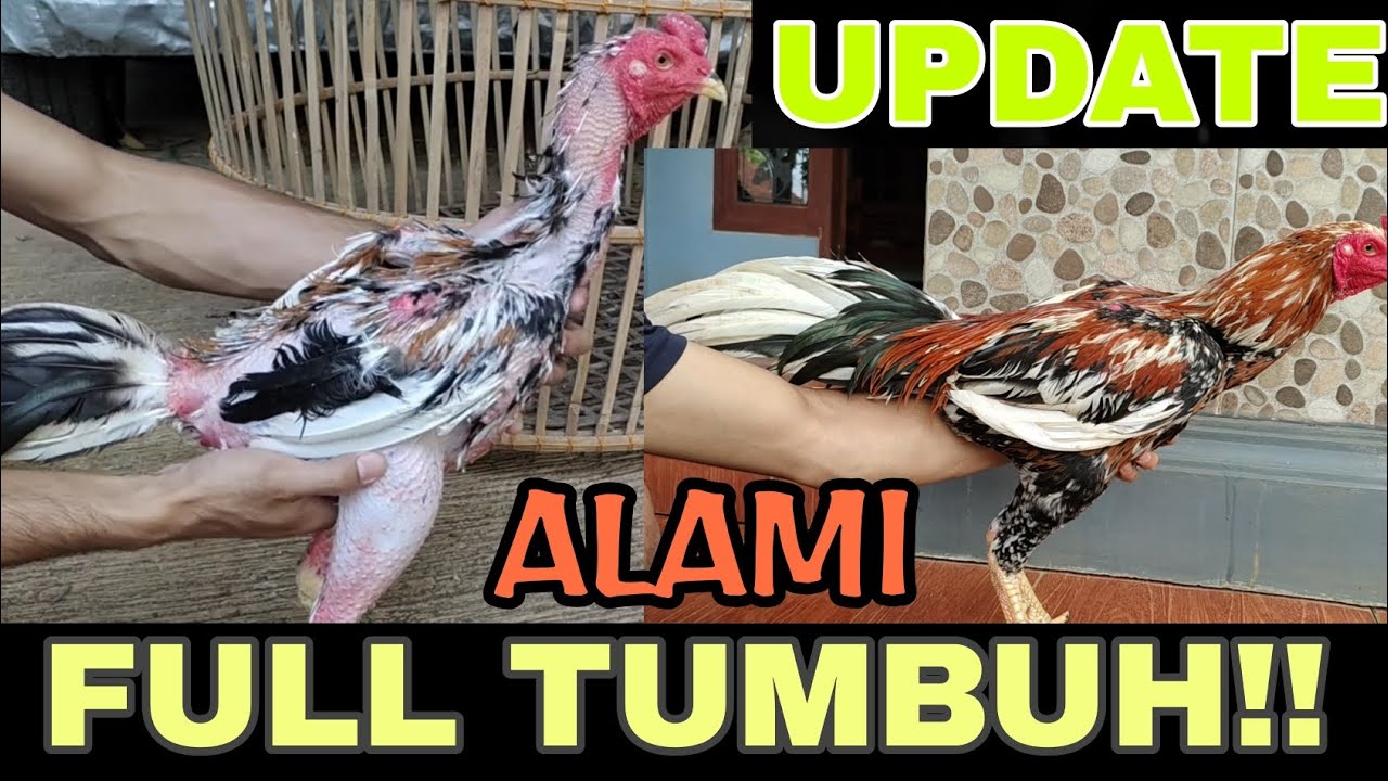 CEPAT TUMBUH❗CARA MEMPERCEPAT PERTUMBUHAN BULU AYAM | UPDATE❗❗