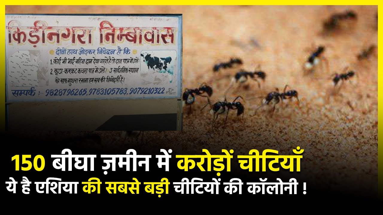 राजस्थान में Asia की सबसे बड़ी चीटियों की Colony, यहाँ रहती हैं करोड़ों चीटियां || IPK ||