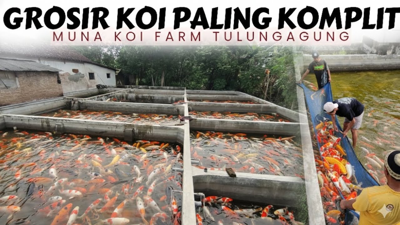 MURAH POL ❗Ecer Atau Borong Tetap Dilayani | Muna Koi Tulungagung