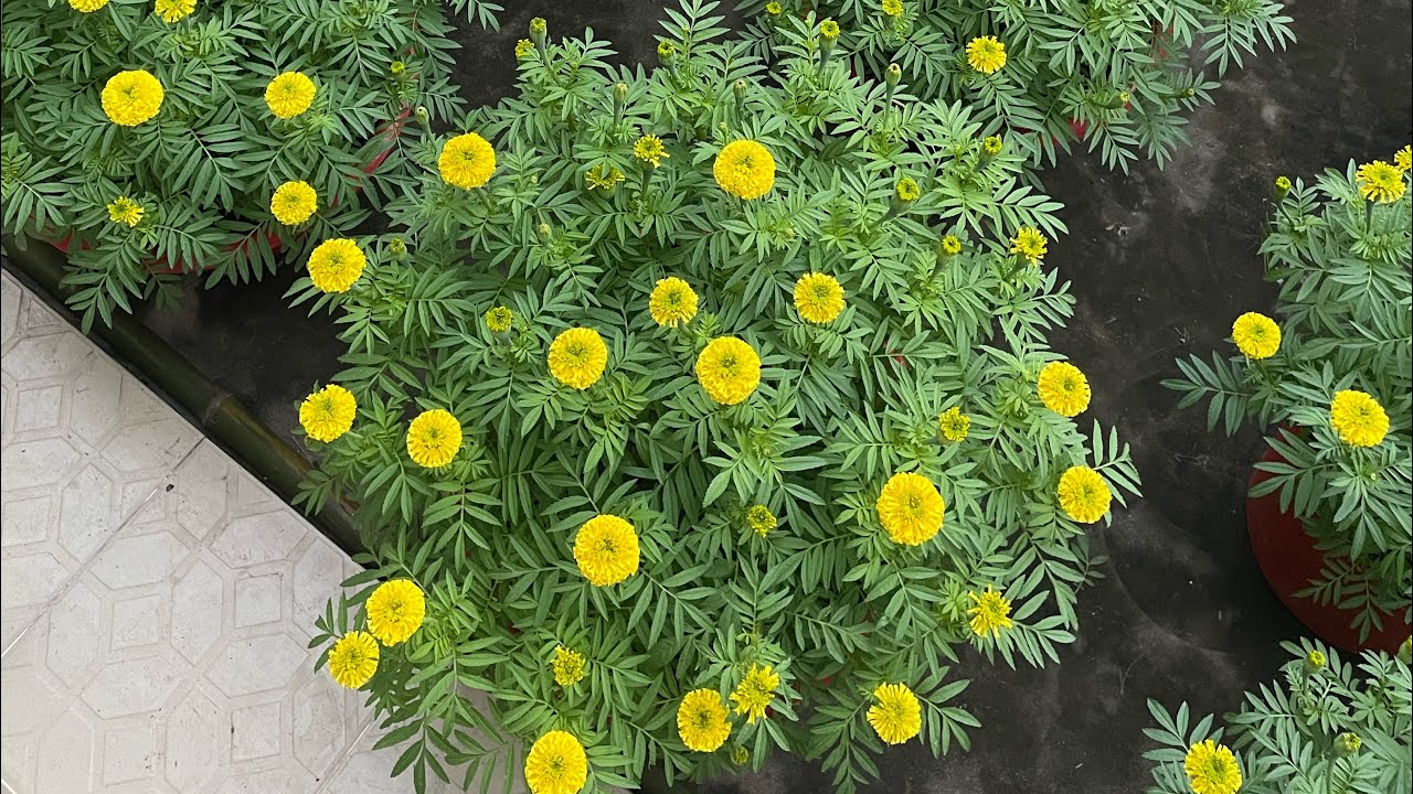 Chỉ với 15k có thể cứu được 1500 chậu hoa vạn thọ bị sớm