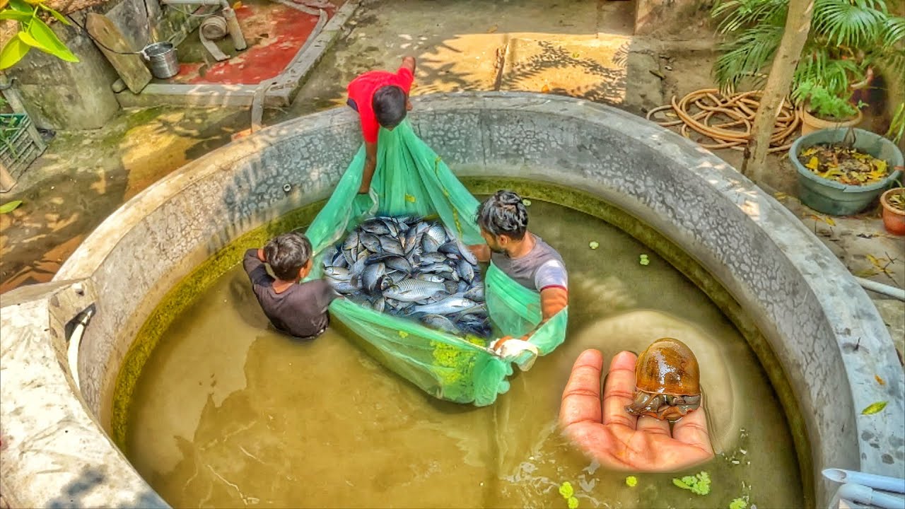 Fish pond ko aj saaf kiya 