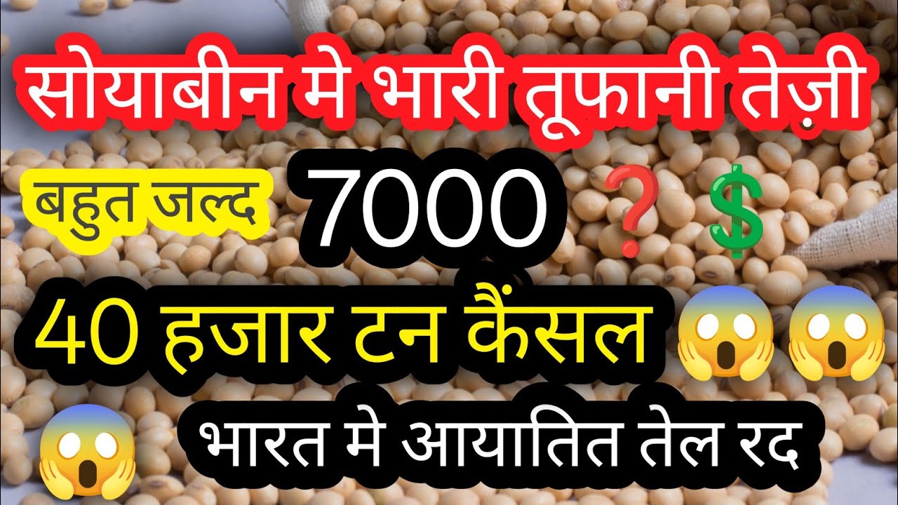 सोयाबीन मे तूफानी तेज़ी,आयातित तेल रद,भारतीय सोयाबीन तेज़ी मे आगे भारी तेज़ी का अनुमान जानिए.. 
