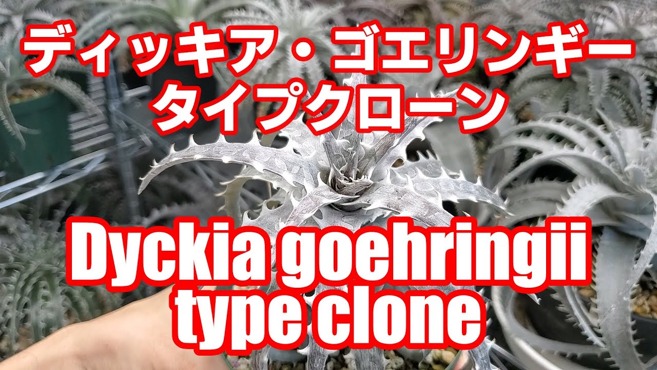 ディッキア・ゴエリンギー・タイプクローン（Dyckia goehringii Type Clone）品種紹介【Dyckia Maniax（ディッキア・マニアックス ）】by Nin-Nin（にんにん）