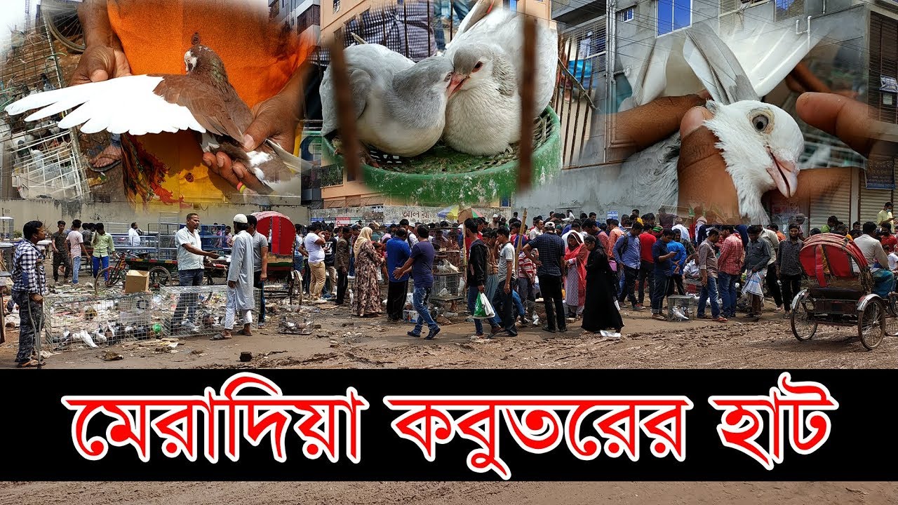 Meradia Pigeons Market । Meradia Kobutor Hat । Episode -00 । 6/3/2019