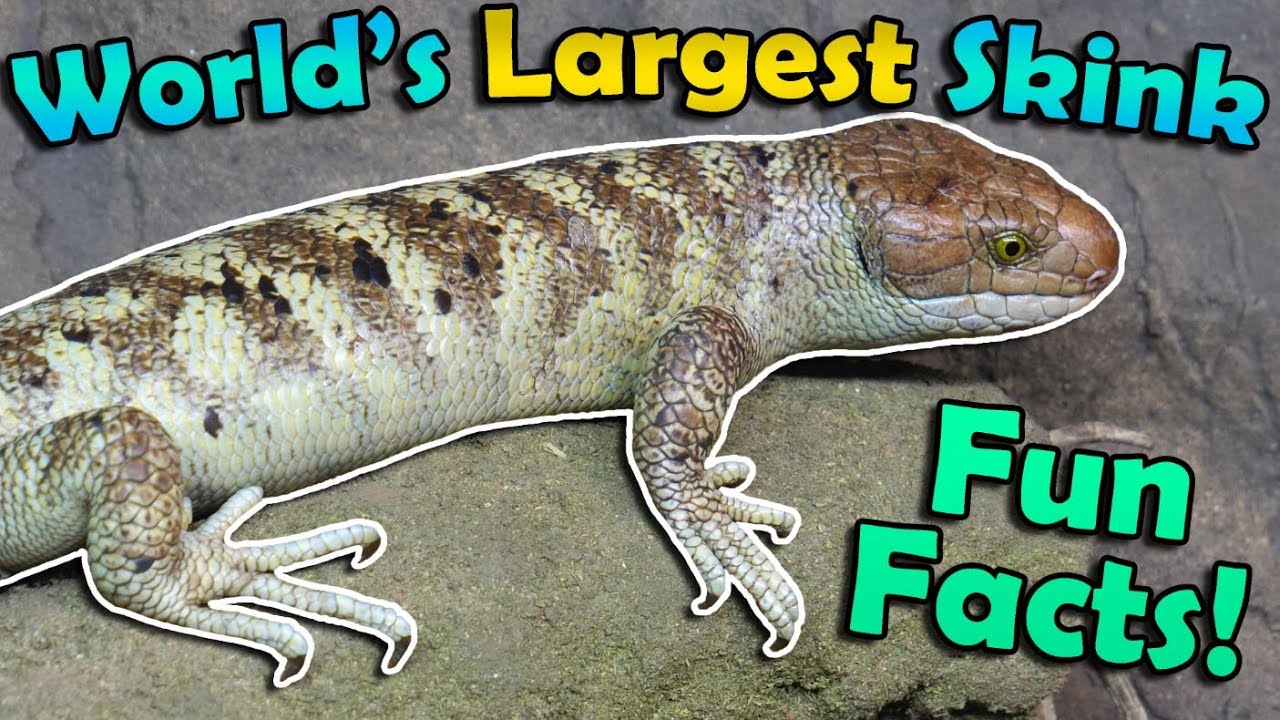 Meet the Monkey Tailed Skink!