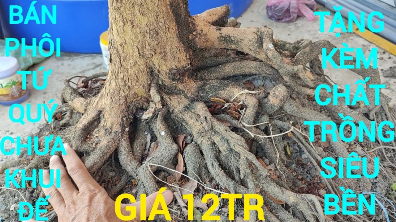 Clip141: Giao lưu phôi tứ quý đế đẹp giá 12tr