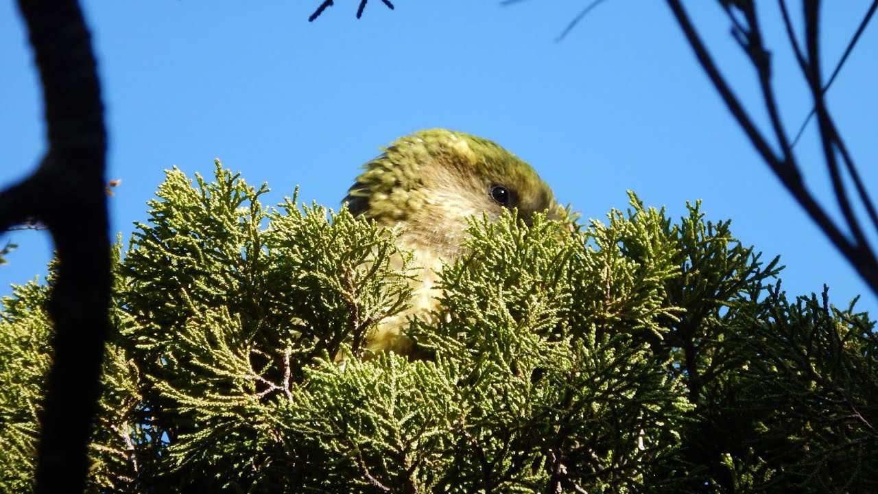 DOCUMENTAIRE KAKAPO