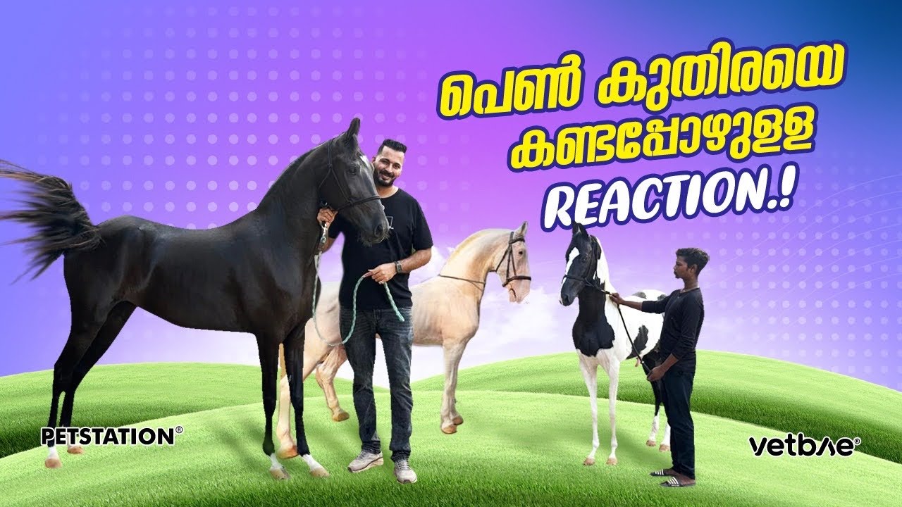 പെൺ കുതിരയെ കണ്ടപ്പോഴുള്ള Reaction കണ്ടോ? കറുമ്പിക്ക്‌ പേരിട്ടു... Black horse 🐎