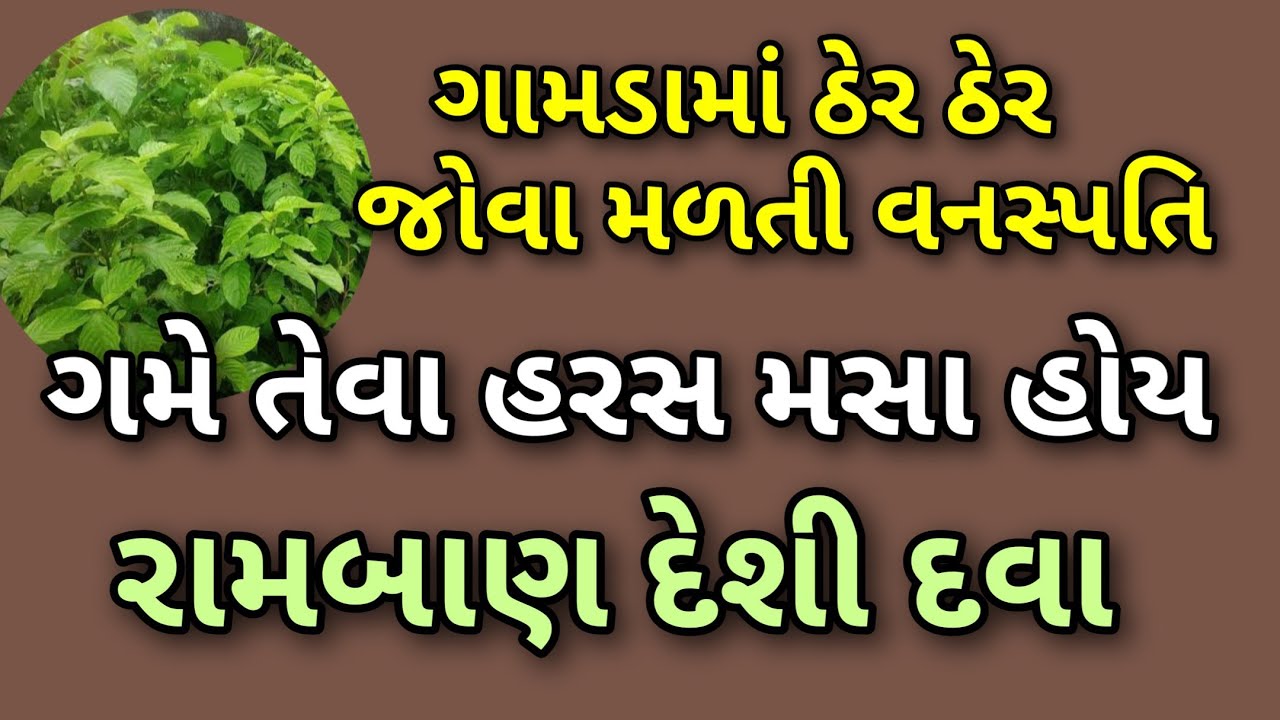 ગામડામાં ઢગલે મફત મળતી વનસ્પતિ હરસ મસાની રામબાણ દેશી દવા છે || હરસ મસા માટે આયુર્વેદિક દવા