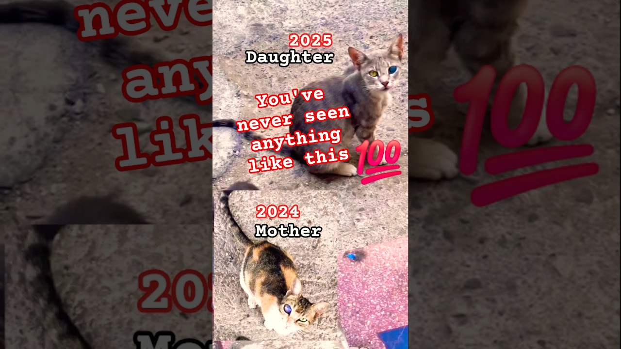 An amazing year-long story about a mother cat🐈 and her daughter🐈 with different colored eyes 👀 #cat