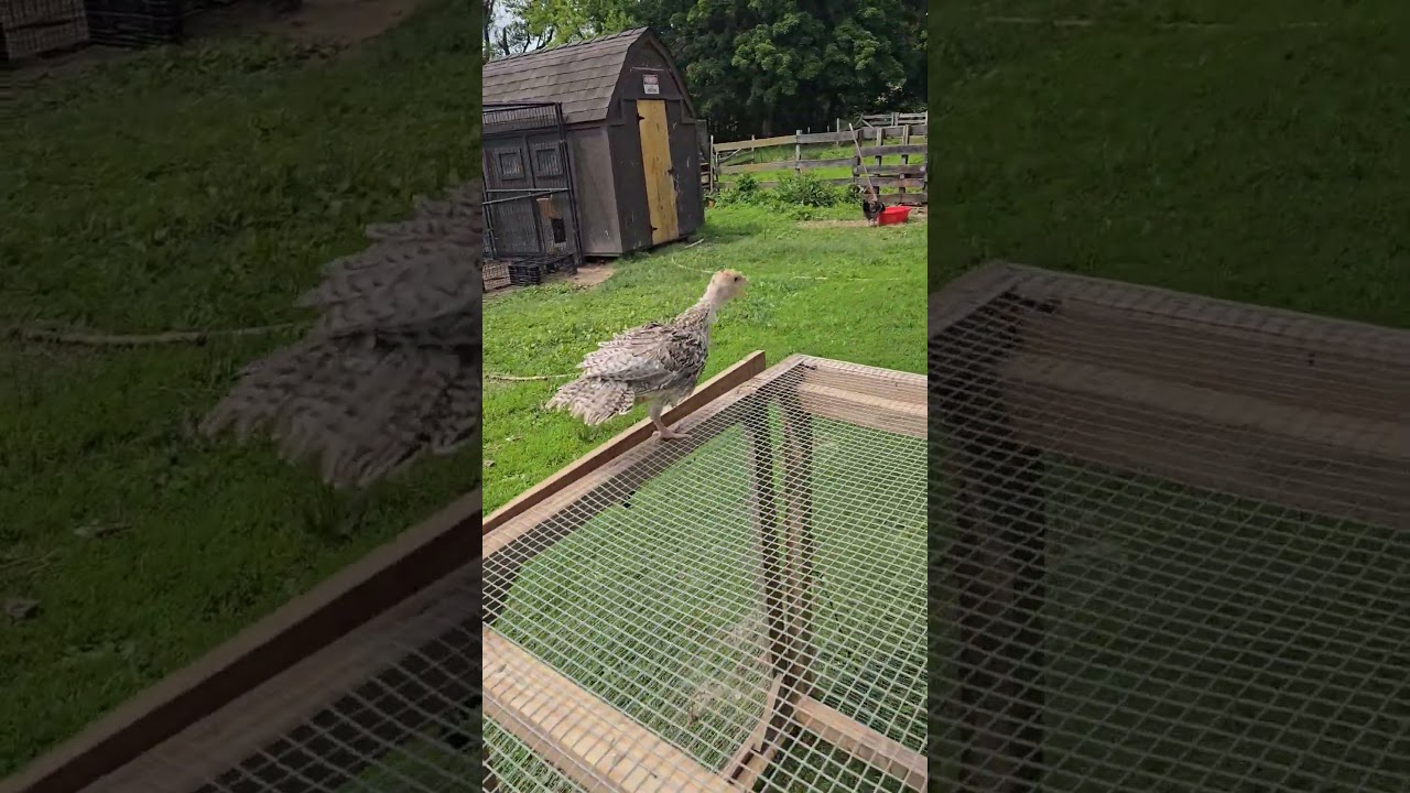 turkey flying