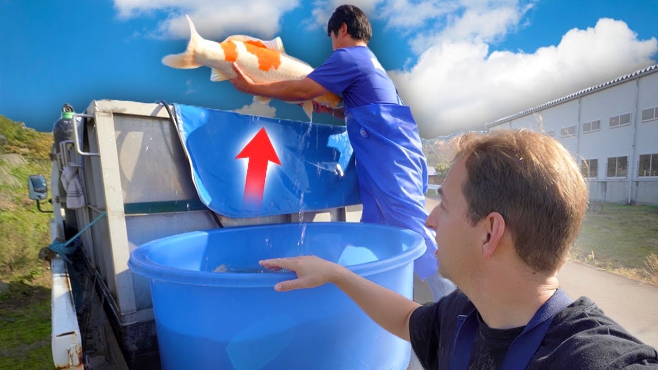 Huge Koi Harvest in Japan! Helping Dainichi!