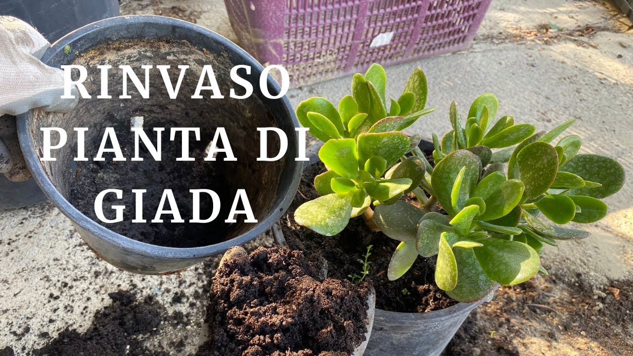 Come RINVASARE la PIANTA DI GIADA! (Crassula ovata, Albero dei soldi)