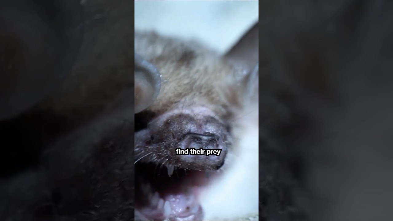 Whispering Bats Find Their Prey By Creeping Through The Dark | 