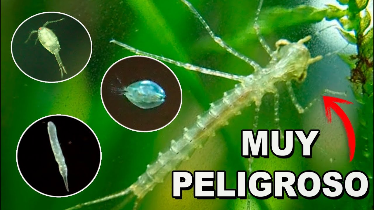 Identifica la Microfauna de tu Acuario 🔬 Qué Son y Cómo se Eliminan 🐛