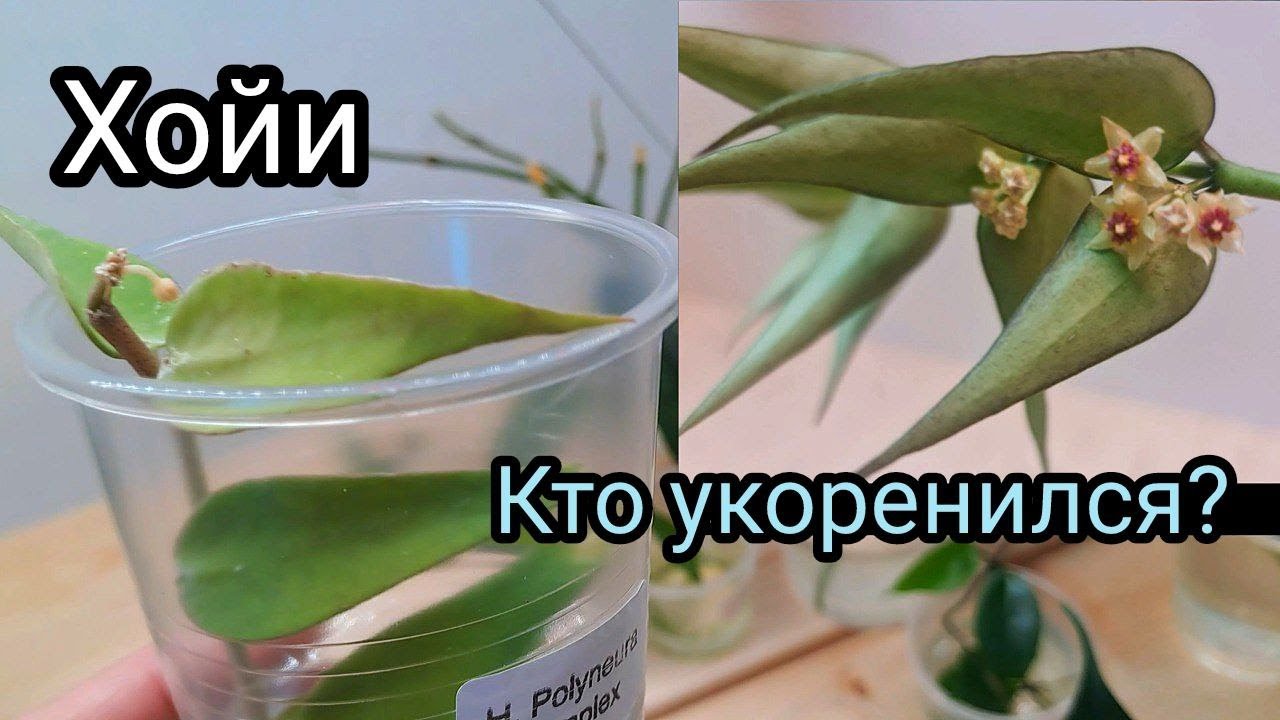 Показываю хойи оставшиеся за кадром и отбираю для посадки