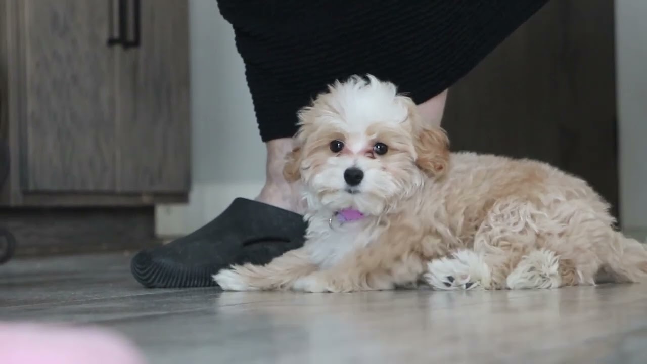 Romeo's Week 1 Training Update