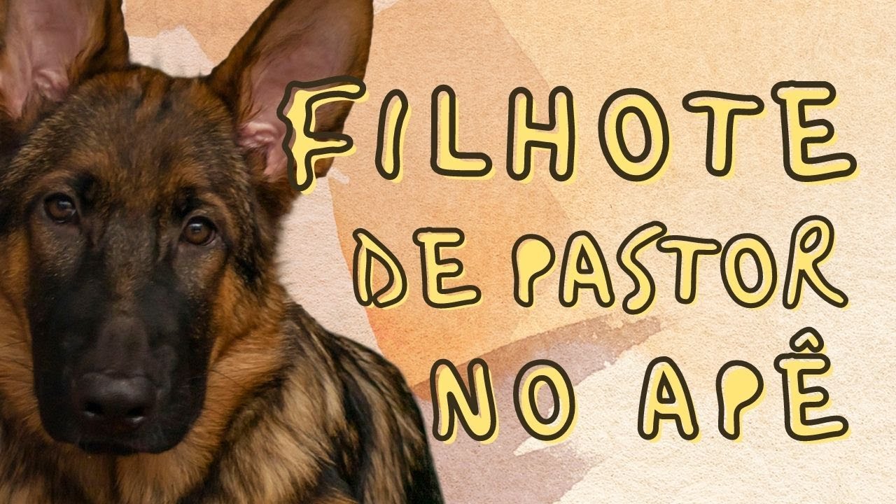 ROTINA DE FILHOTE DE PASTOR ALEMÃO EM APARTAMENTO