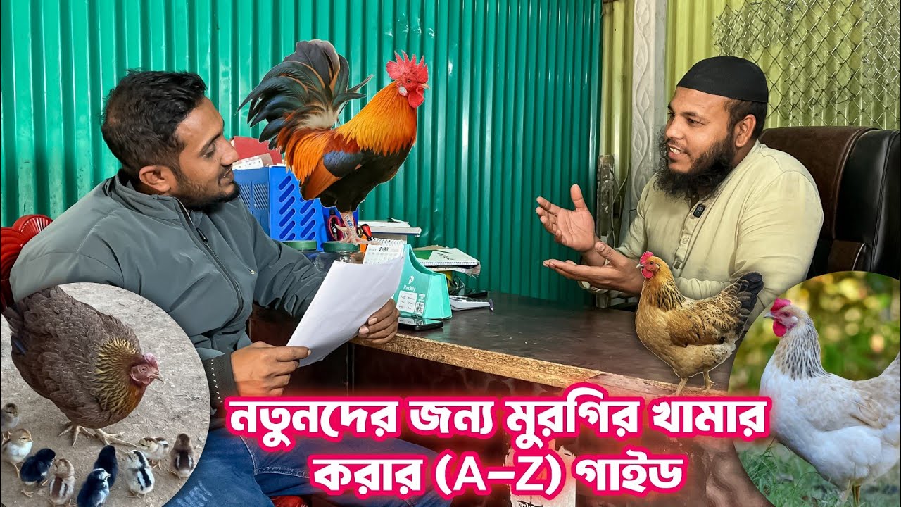 নতুনদের জন্য মুরগির খামার করার এ টু জেড (A-Z) গাইড | লাভজনক মুরগি পালন পদ্ধতি