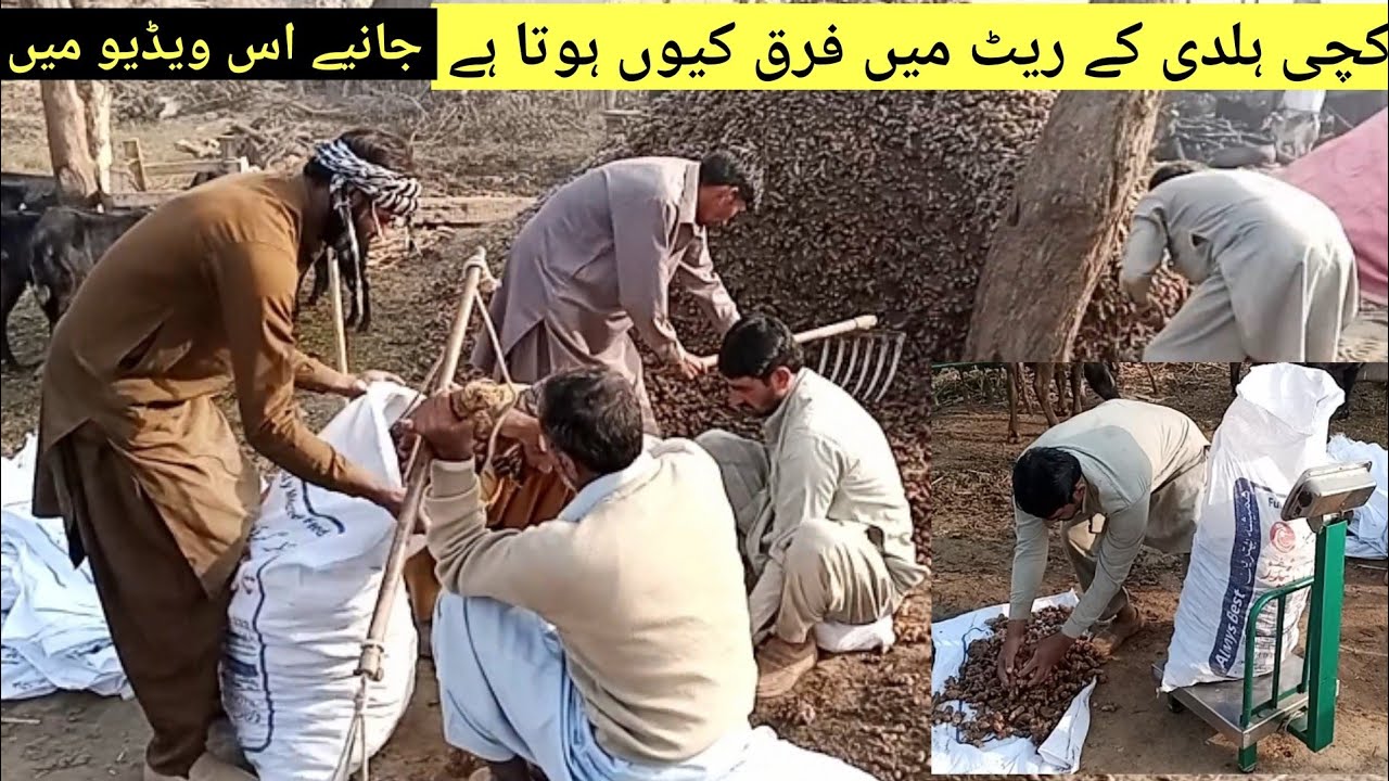 What Causes Turmeric Price Variation in the Market | Raw Turmeric | ہلدی @Mudassarhanif87
