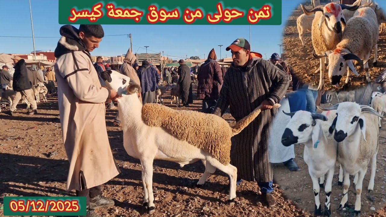 مباشرة من سوق جمعة كيسر اقليم سطات مع اتمنة حولى بتاريخ 05/12/2025 🐏🐑🌧🤲🇲🇦
