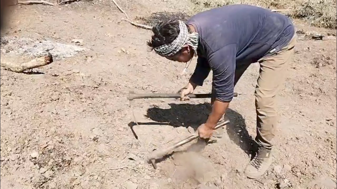 I spent 2 nights alone at my field #jhum #harvestingjhum 