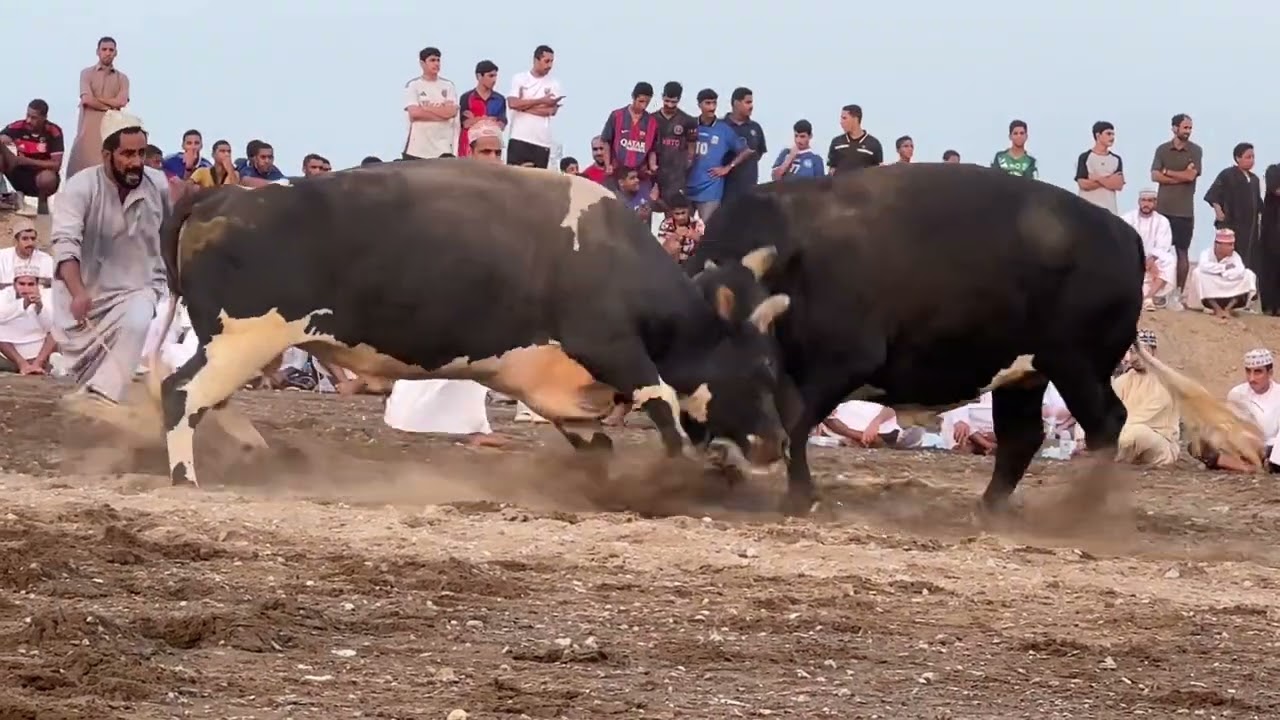 البرنس شركة الحريف - الامبراطور احمد بن علي
