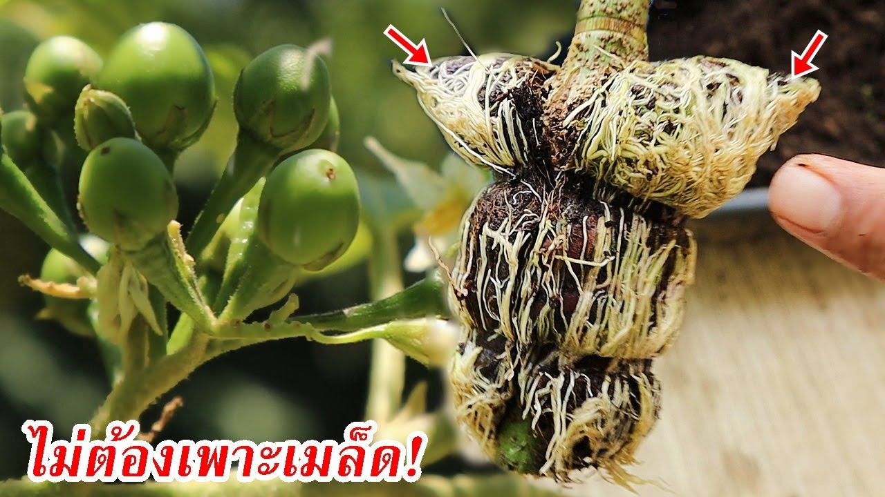 มะเขือพวงเพาะเมล็ดยาก!ไม่งอก!...ลองขยายพันธ์ง่ายๆด้วยวิธีนี้ดู..ไม่ต้องรอนาน