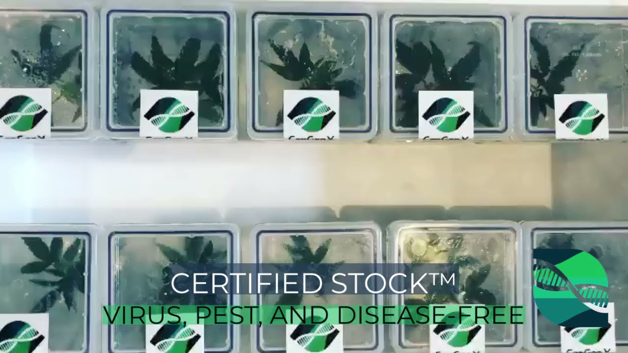 Certified Stock&trade; Virus, Pest, and Disease-Free Plants Delivered To Your Licensed Facility.